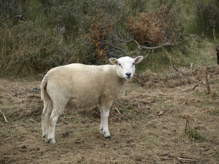 Schaf