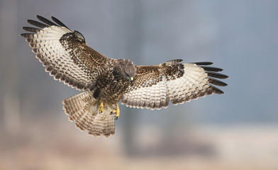 Common buzzards (Buteo buteo)