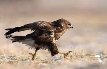 Common buzzards (Buteo buteo)