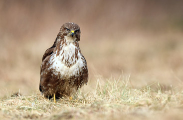 Common buzzards (Buteo buteo)