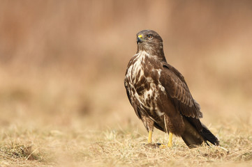 Common buzzards (Buteo buteo)