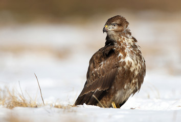 Common buzzards (Buteo buteo)