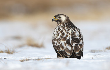 Common buzzards (Buteo buteo)