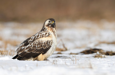 Common buzzards (Buteo buteo)