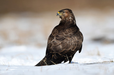 Common buzzards (Buteo buteo)