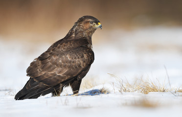 Common buzzards (Buteo buteo)