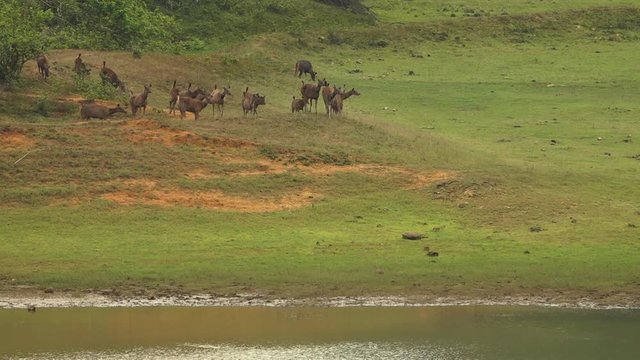 A wide shot of Indian wild dogs in Kerala India.