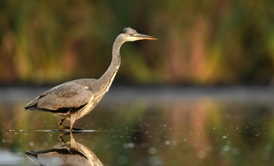Grey heron (Ardea cinerea)