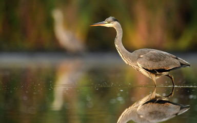 Grey heron (Ardea cinerea)