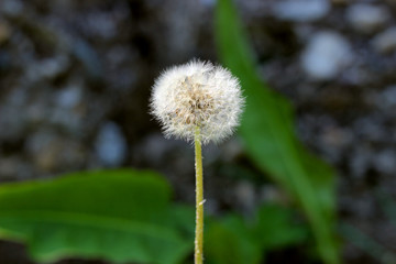 Dandelion taraxacum seed head with blurred background