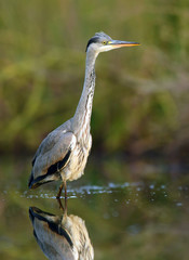 Grey heron (Ardea cinerea)