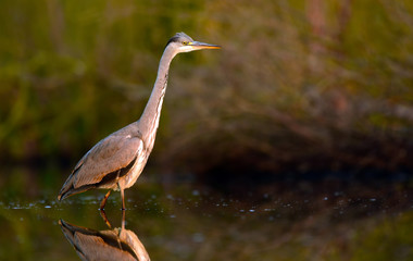 Grey heron (Ardea cinerea)