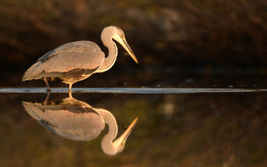 Grey heron (Ardea cinerea)