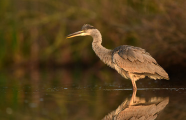Grey heron (Ardea cinerea)