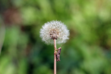 Dandelion taraxacum seed head with blurred background