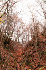 Naklejka premium a ravine in the forest