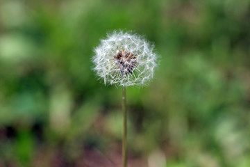 Dandelion taraxacum seed head with blurred background