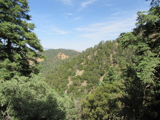 mountainside trees