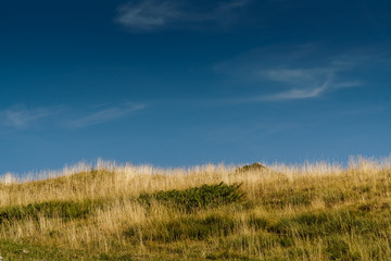 Fototapeta premium grass and blue sky