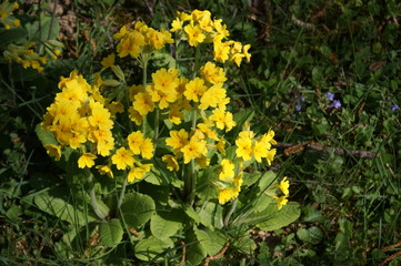 Fr&uuml;hlingserwachen