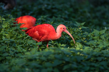 Naklejka premium Scharlachsichler - Roter Ibis - Eudocimus ruber