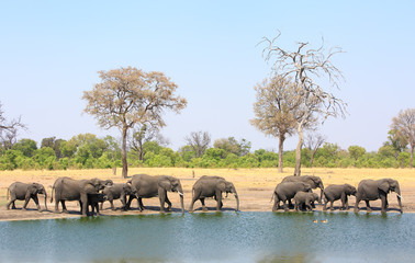 Obraz premium Large herd of elephants on the edge of a waterhole with a natural bush background and clear blue sky. Hwange national park, Zimbabwe