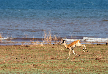 Solitary Impala running along the shoreline of Lake Kariba, Zimbabwe