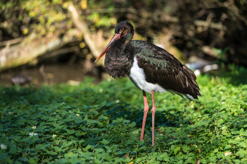 Schwarzstorch - Ciconia nigra