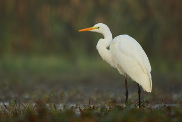 Great white egret (Egretta alba)