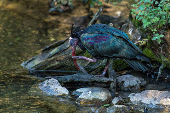 Waldrapp - Geronticus eremita