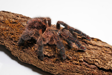 bunte Baumvogelspinne (Ybyrapora diversipes) - tarantula