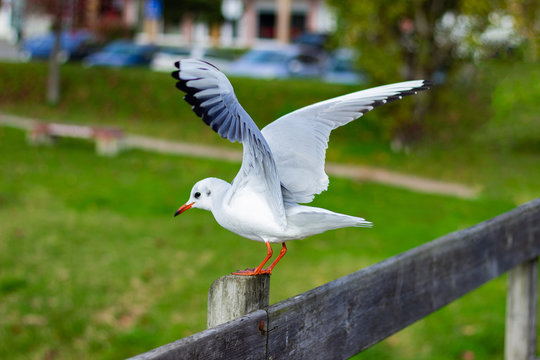 Gaivota de Outono