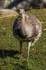 Darwin-Nandu - Rhea pennata