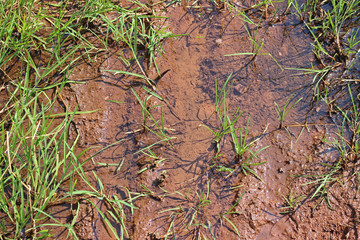 Puddle on muddy dirt road abstract horizontal