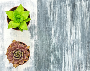 Two little succulent plants on gray artistic canvas