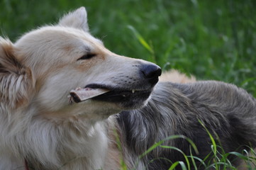perro comiendo un hueso en un prado