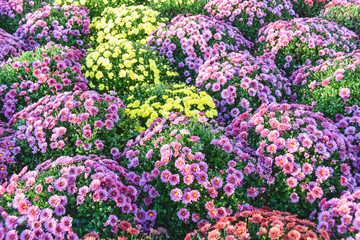 Obraz premium many small purple pink flowers on bed of hummock bushes garden