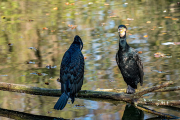 Kormoran - Phalacrocorax carbo