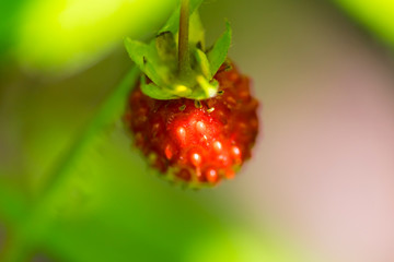 one red ripe strawberry in the leaves green background macro close