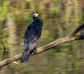 Kormoran - Phalacrocorax carbo