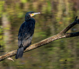Kormoran - Phalacrocorax carbo