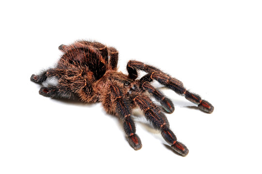 Baumvogelspinne Ybyrapora Diversipes Tarantula Stock Photo Adobe Stock