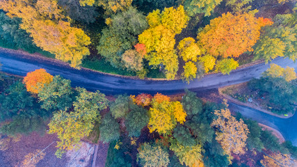 Aerial view of road amidst trees in forest during autumn
