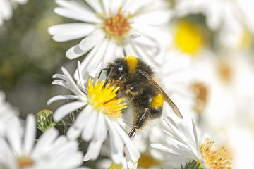 white flowers bloom bee collects nectar natural background selective focus