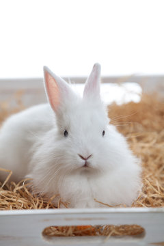Coniglio bianco seduto 