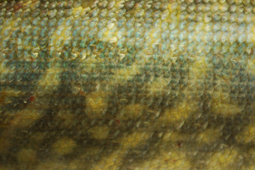Fish scales background. Scales pike background