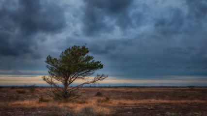 Fototapeta premium The lonely pine