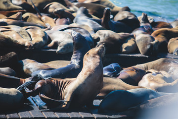View of Pier 39 with seals and sea lions on wooden platforms in Fisherman's Wharf of San Francisco bay, California, USA