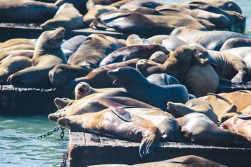 Fototapeta premium View of Pier 39 with seals and sea lions on wooden platforms in Fisherman's Wharf of San Francisco bay, California, USA