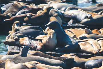 View of Pier 39 with seals and sea lions on wooden platforms in Fisherman's Wharf of San Francisco bay, California, USA
